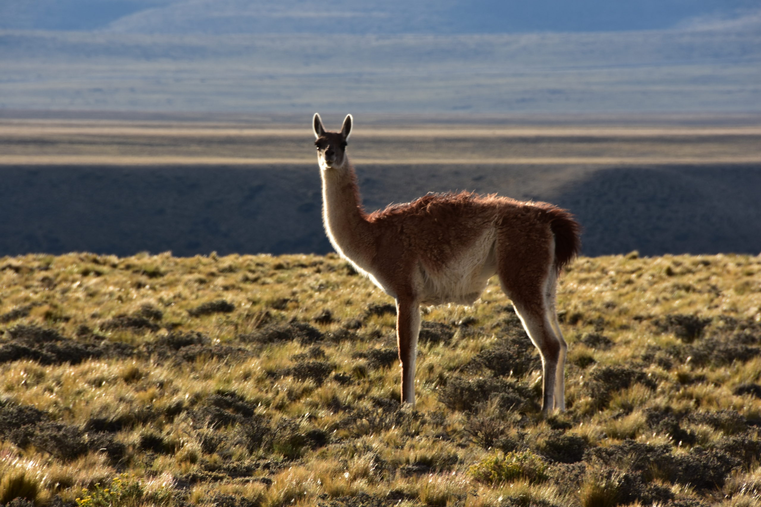 Guanacos en Estancia La Serena