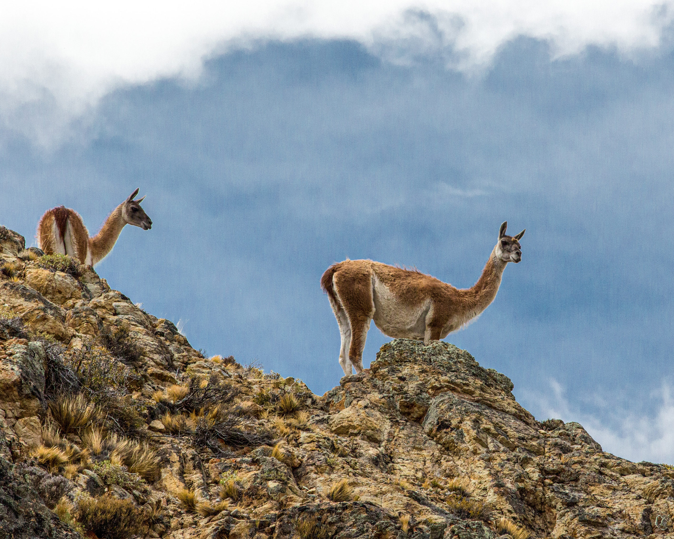 Parque Nacional Patagonia, fauna
