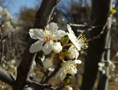 Cerezos en flor en Los Antiguos | Patagonia argentina.